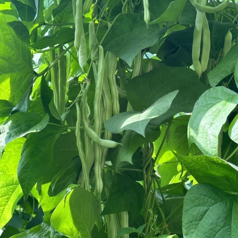 龙剑006早熟圆形长架豆种子荚型顺直纤维少不老化