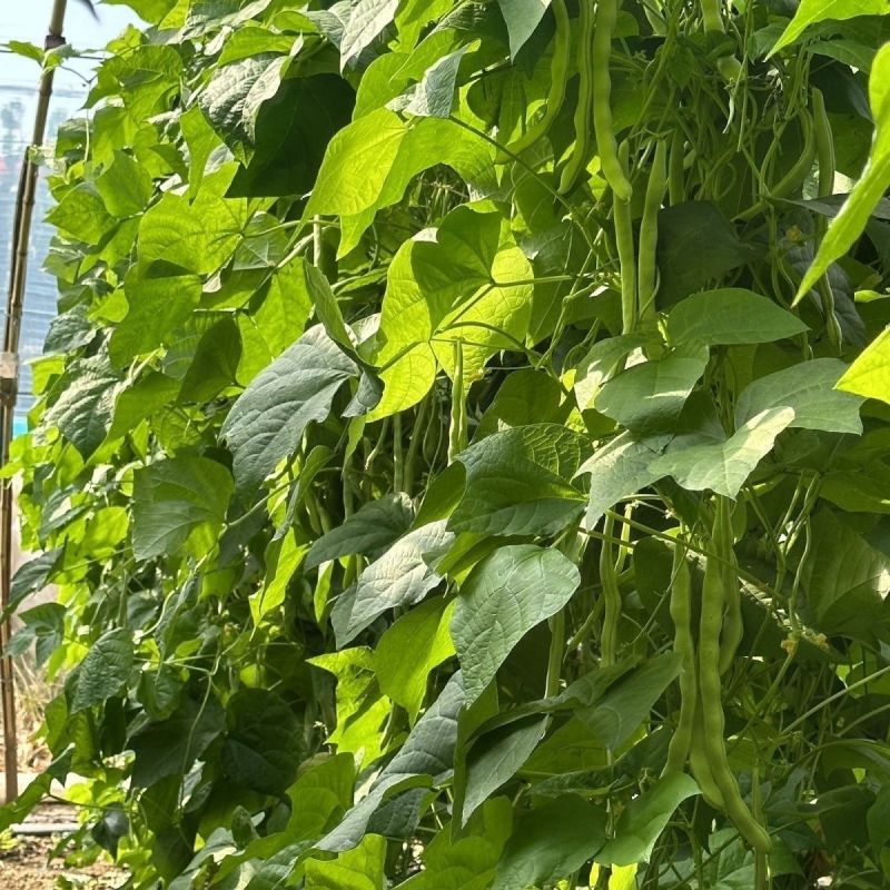 龙剑006早熟圆形长架豆种子荚型顺直纤维少不老化