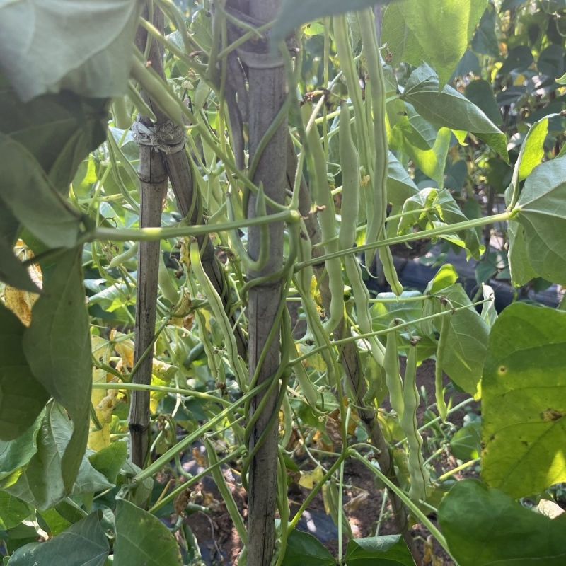 龙剑006早熟圆形长架豆种子荚型顺直纤维少不老化