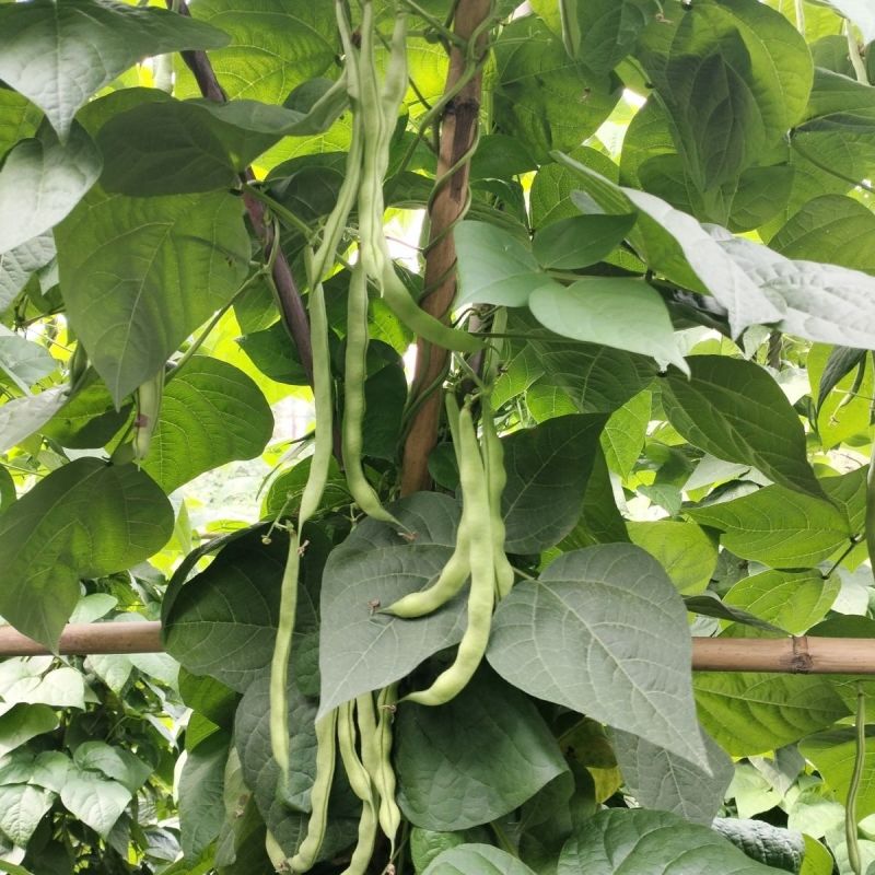 龙剑006早熟圆形长架豆种子荚型顺直纤维少不老化