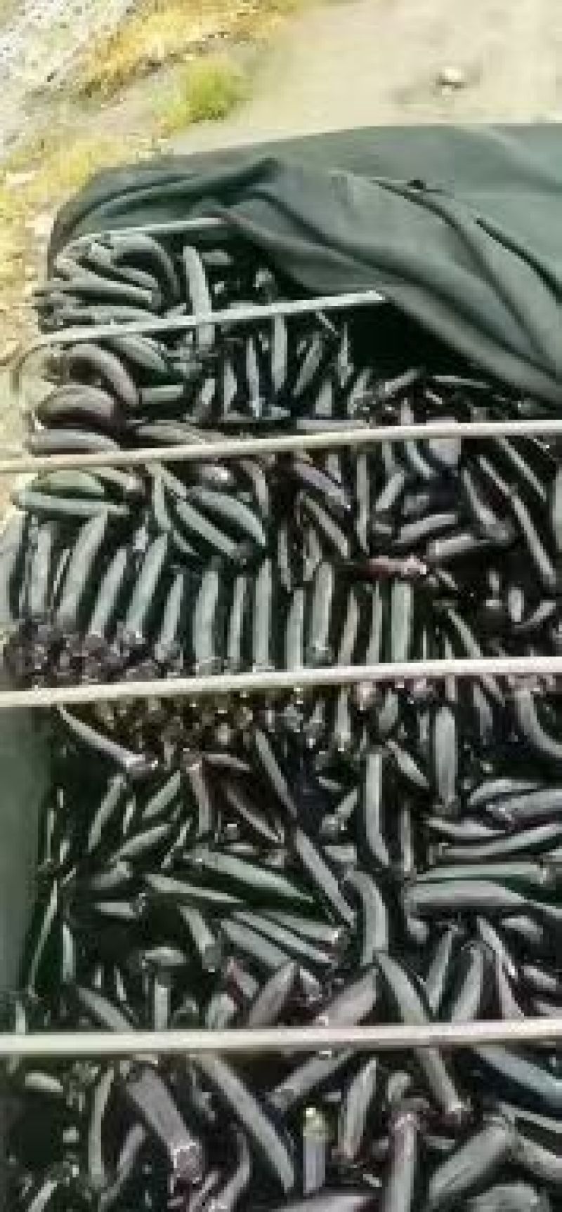 烧烤茄子新苗嫩有量！正季节蔬菜，，，，