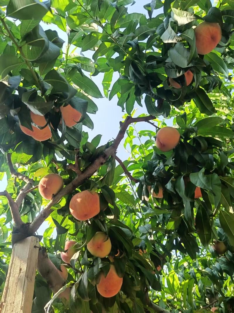 白凤桃