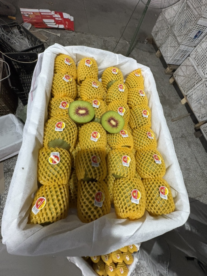 四川蒲江红阳套袋猕猴桃