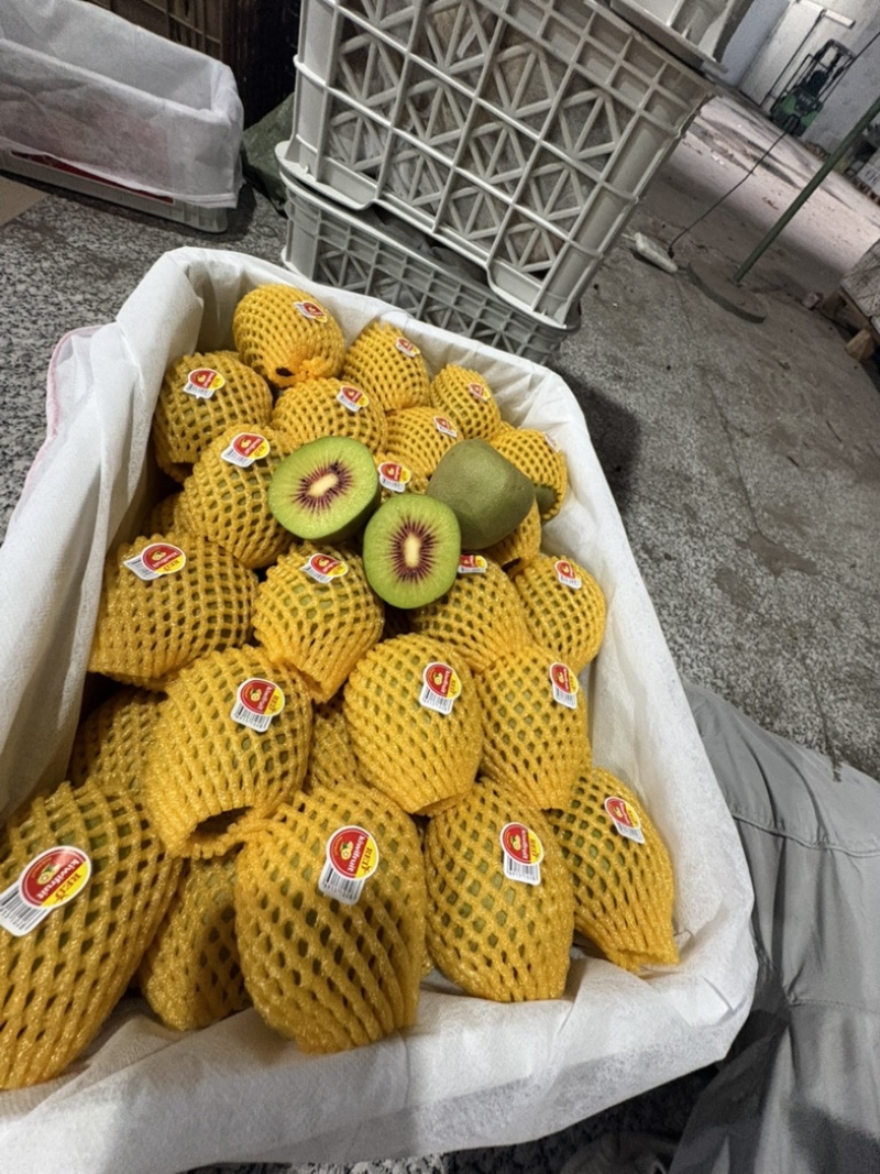 四川蒲江红阳套袋猕猴桃