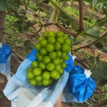 阳光玫瑰