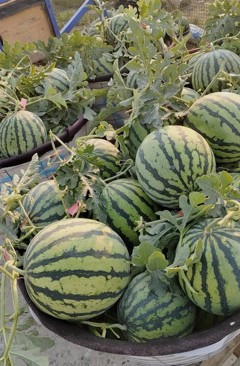 甘肃麒麟瓜麒麟西瓜甘肃西瓜皮薄汁多价格实惠运输便利欢迎电