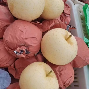 黄金梨福利价正在开始采摘