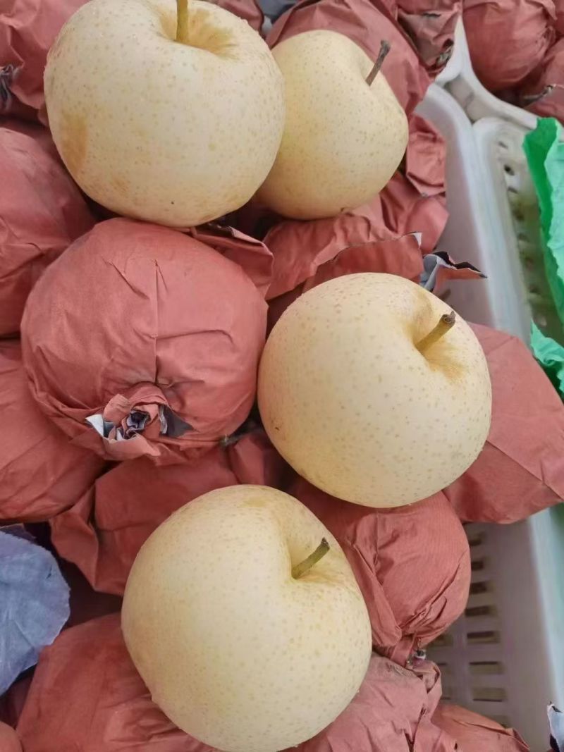 黄金梨福利价正在开始采摘