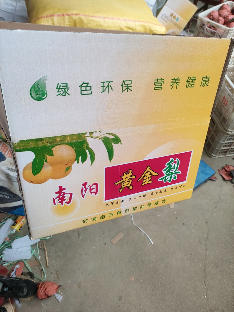 黄金梨福利价正在开始采摘