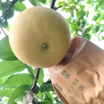 秋月梨
