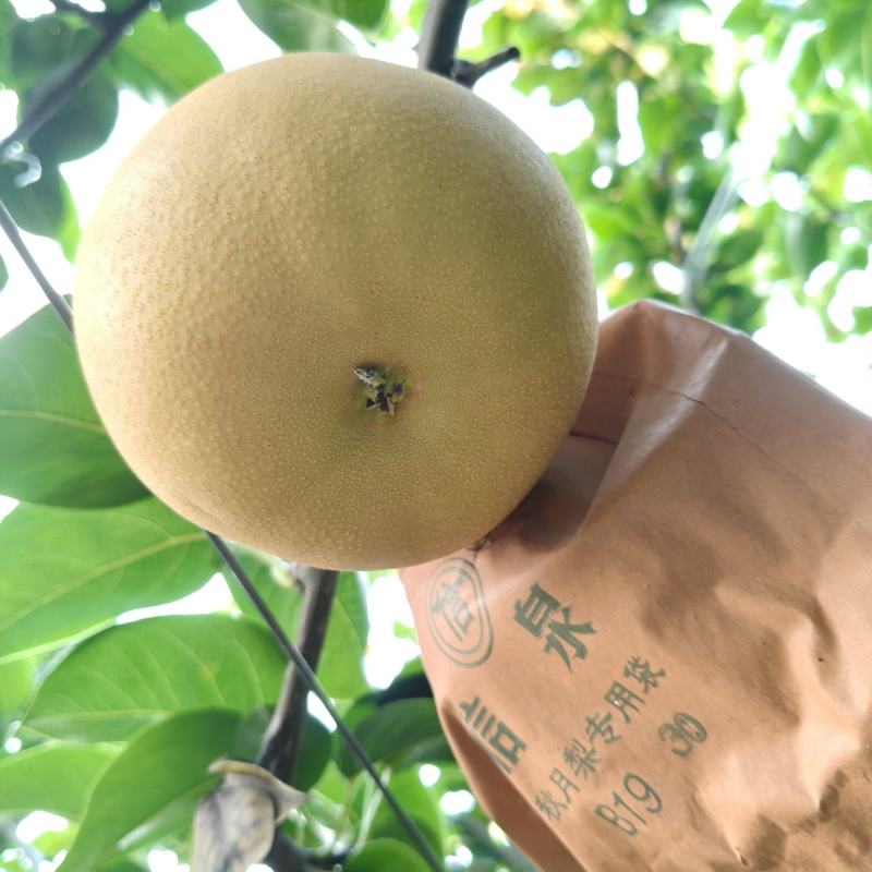 秋月梨
