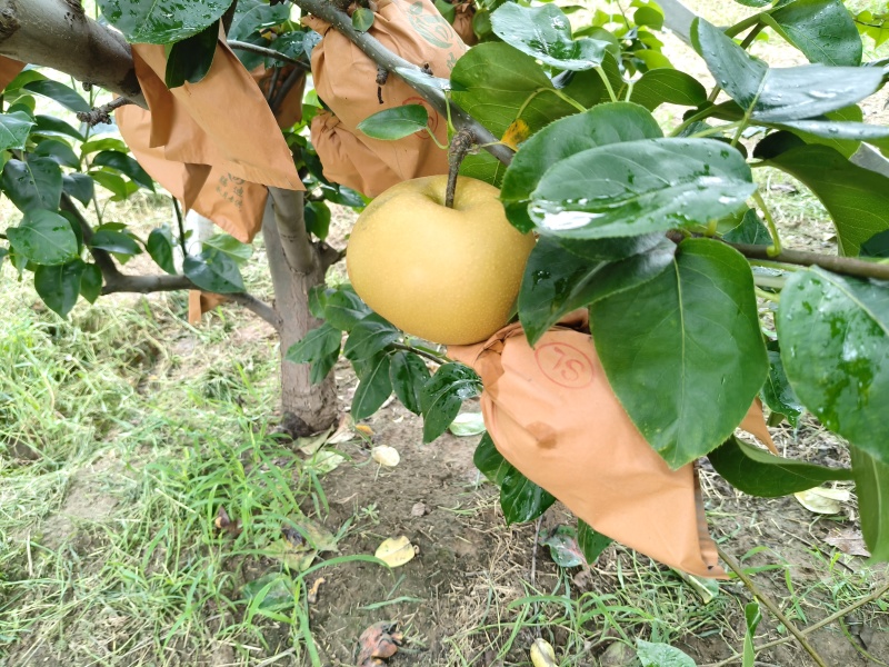 秋月梨