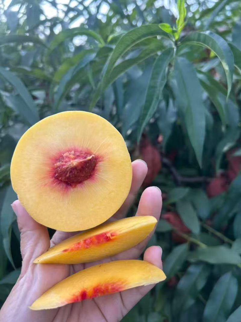 锦绣黄桃，皮毛干净，口感脆甜，园子货，大量供应