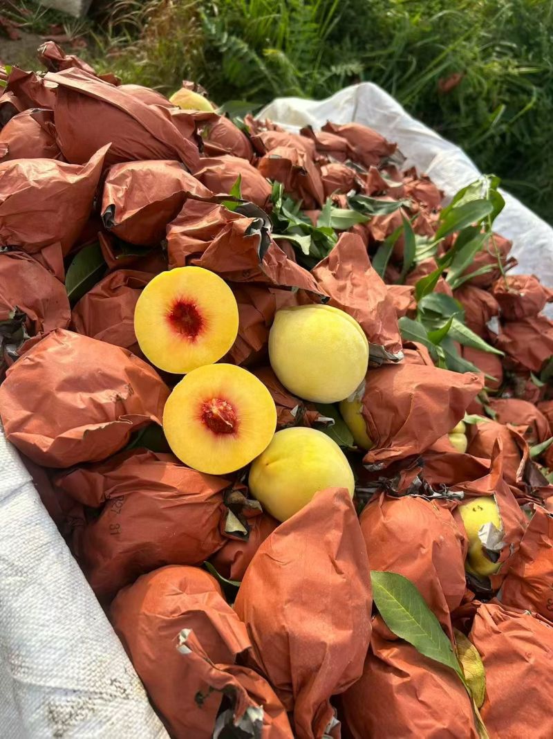 锦绣黄桃，皮毛干净，口感脆甜，园子货，大量供应