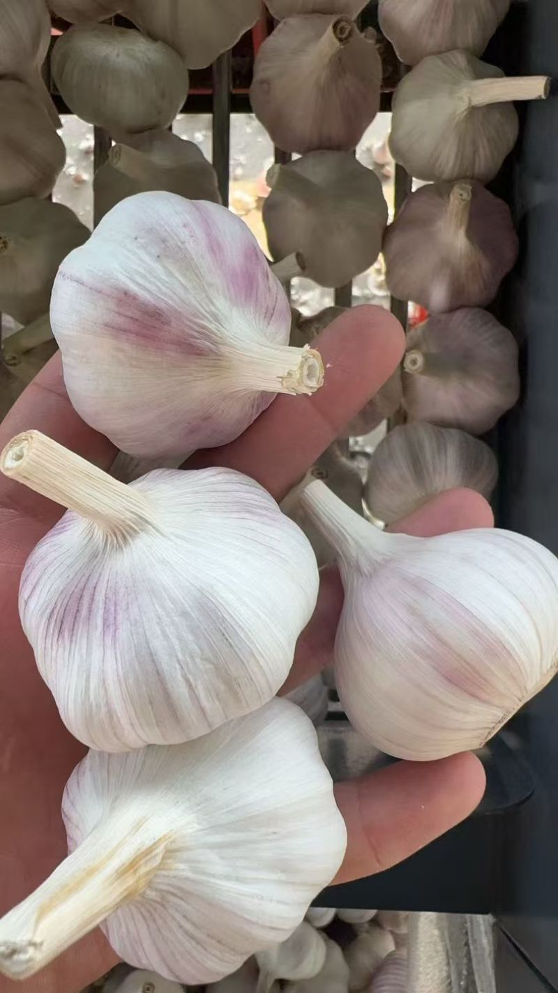紫皮大蒜&新干蒜（4—6公分）出口电商/市场批发/全国发货