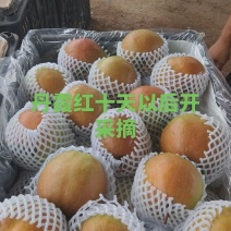 丹霞红梨