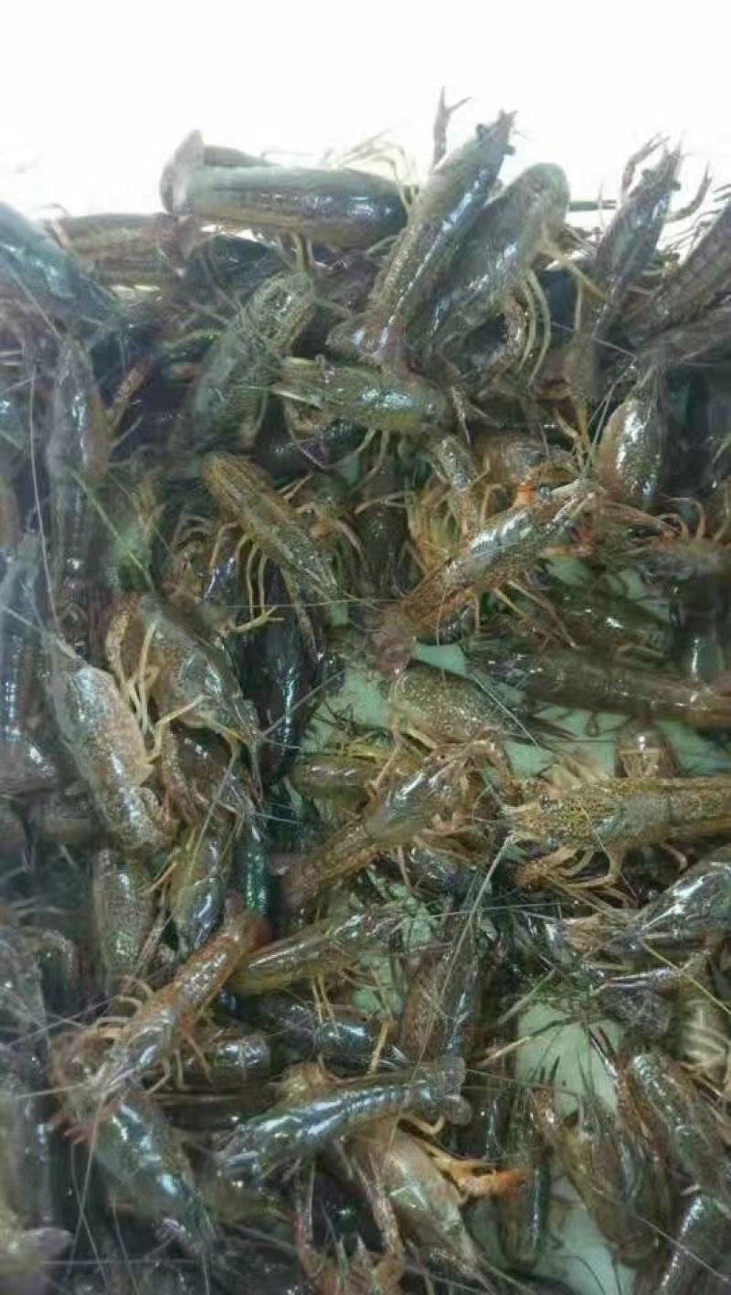 盱眙小龙虾苗种批发龙虾苗价格优惠货发全国