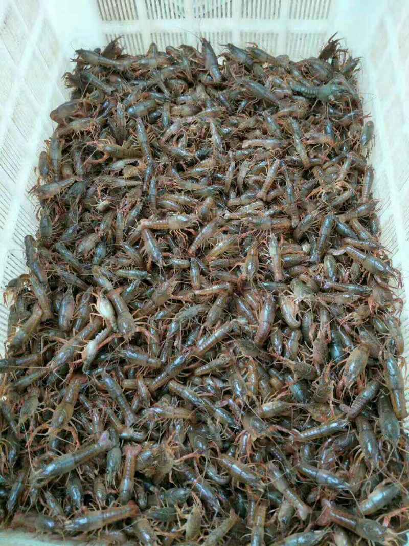 盱眙小龙虾苗种批发龙虾苗价格优惠货发全国
