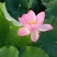 新鲜莲蓬、水果莲、花莲、草莲，自己种植量大新鲜、每天发货