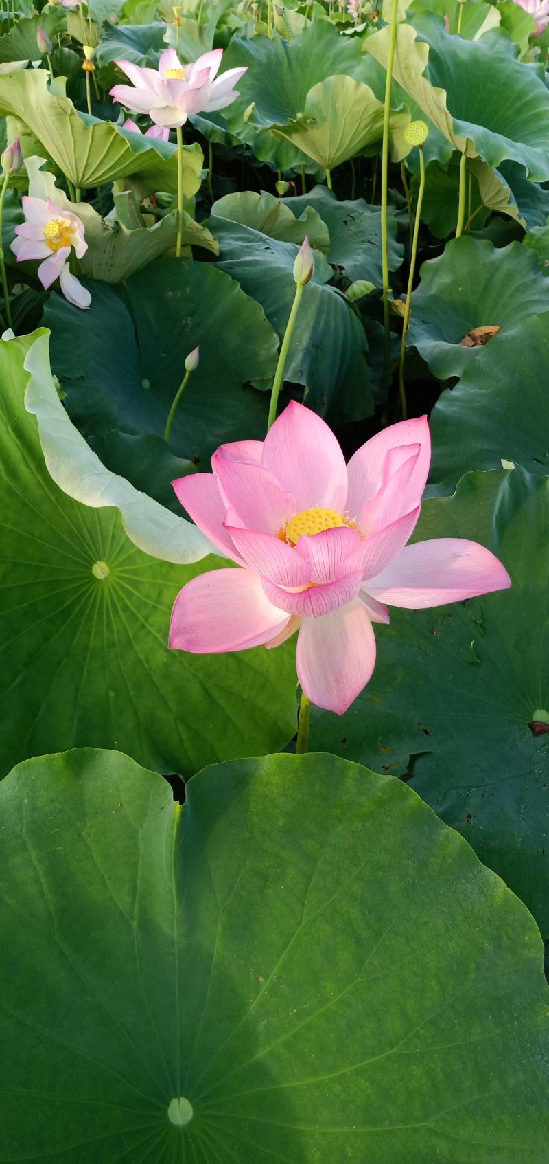 新鲜莲蓬、水果莲、花莲、草莲，自己种植量大新鲜、每天发货