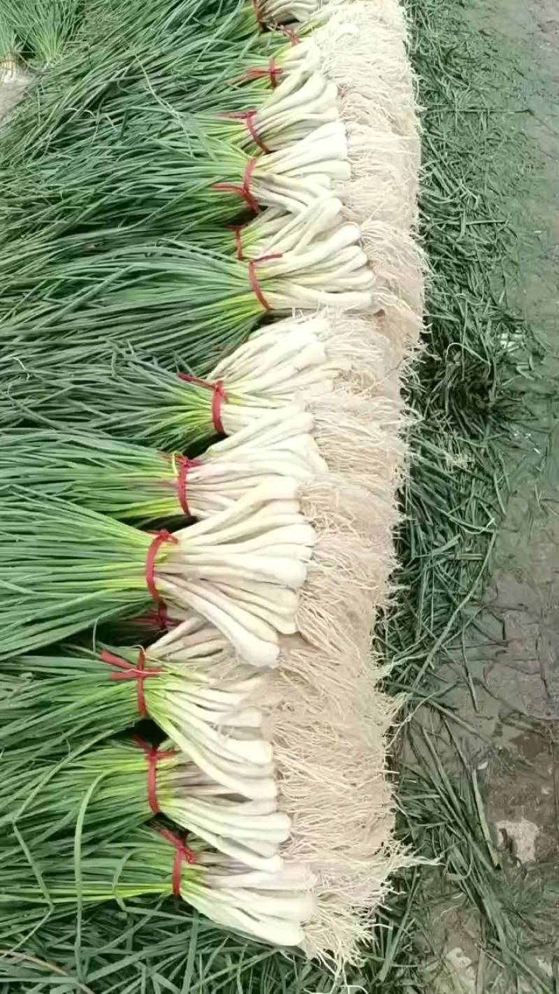 带叶藠头