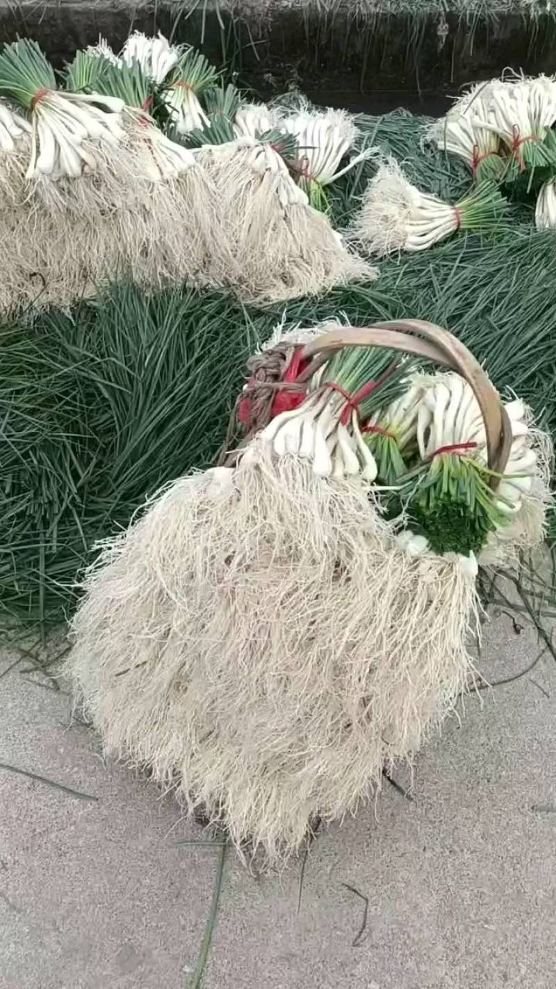 带叶藠头