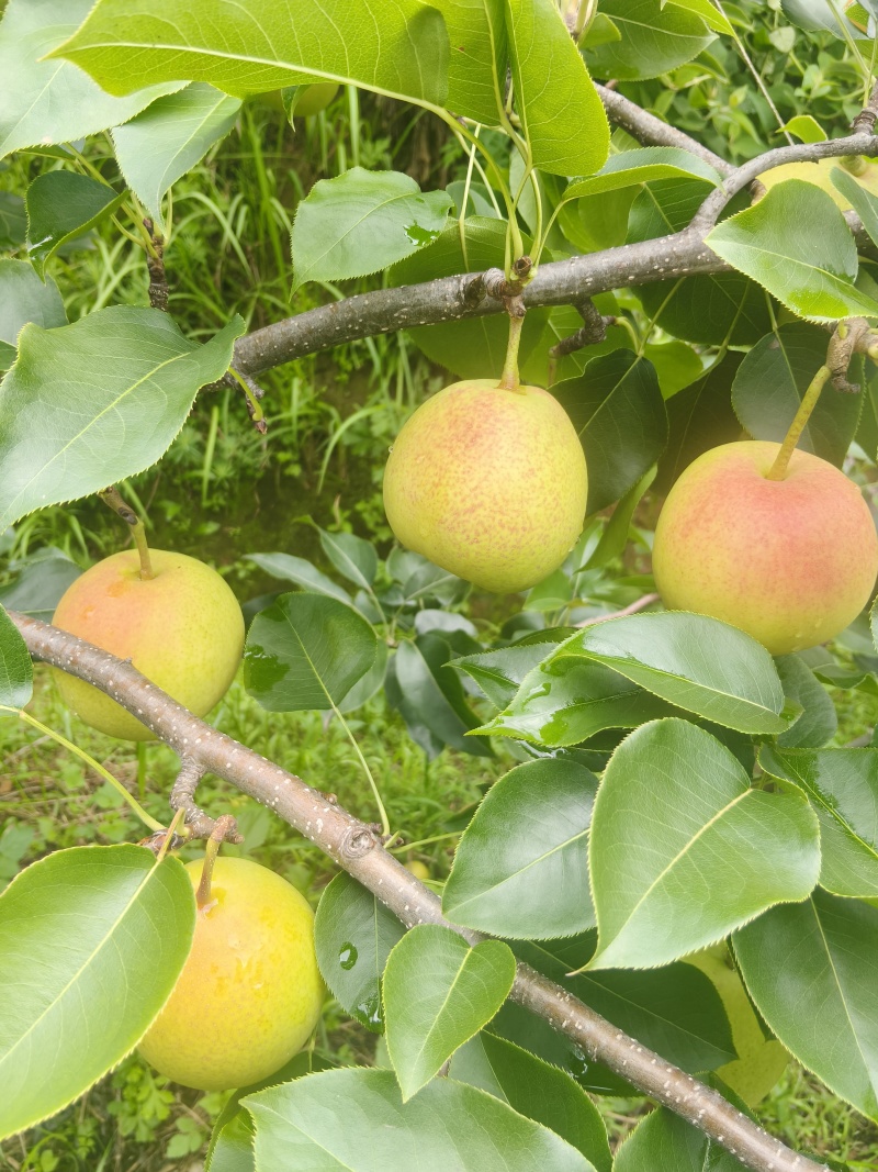 云南红梨