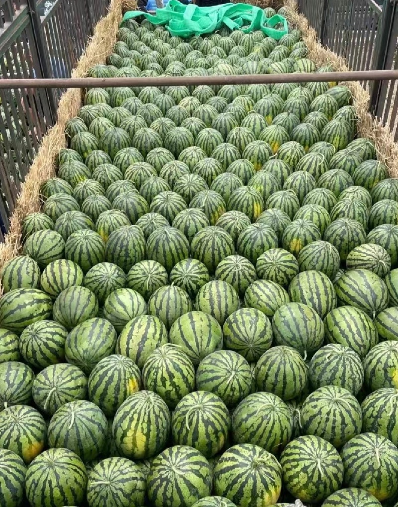 吉林精品地雷瓜货源充足基地直采全国发货代收代发