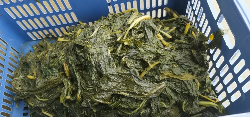 [冰鲜熟芝麻叶]2026年头茬鲜嫩芝麻叶，软嫩，浓香好吃