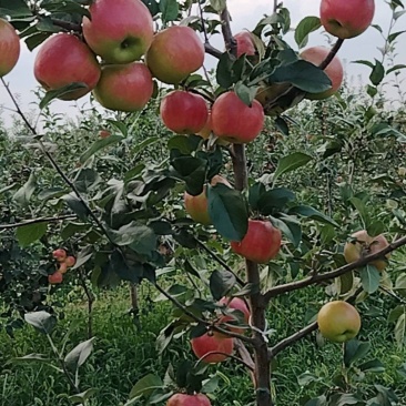 嗄啦苹果，秦日苹果已红