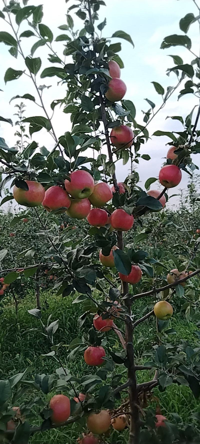 嗄啦苹果，秦日苹果已红