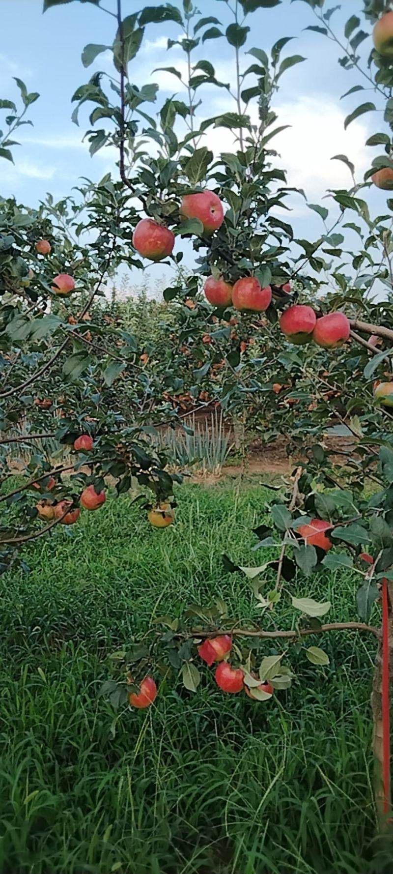 嗄啦苹果，秦日苹果已红