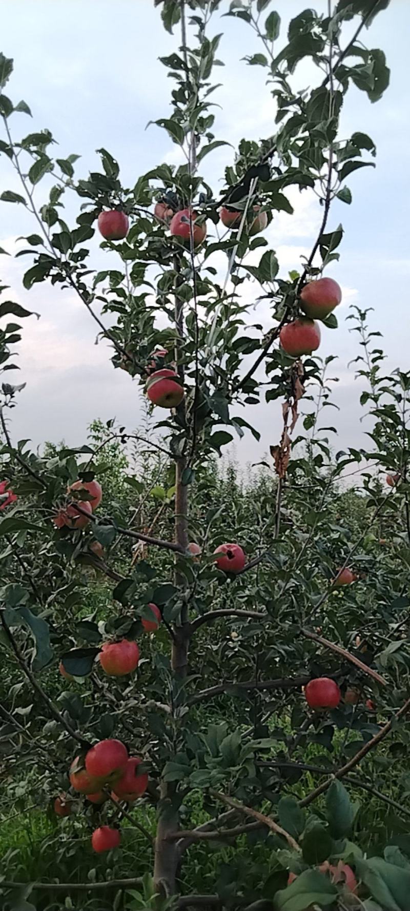 嗄啦苹果，秦日苹果已红