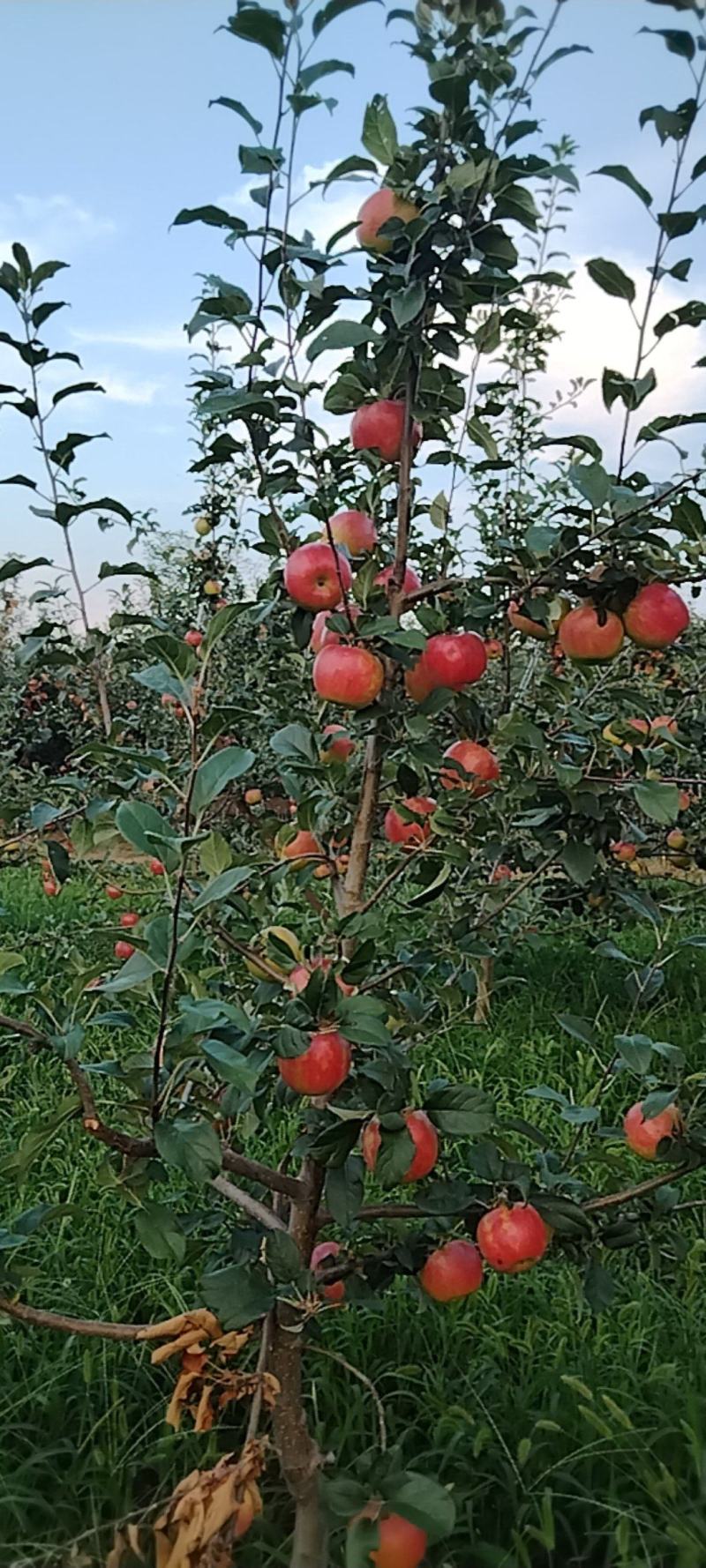嗄啦苹果，秦日苹果已红