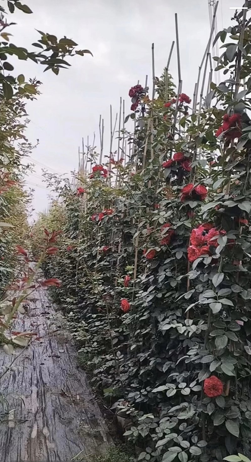 藤本月季，基地直发！全国合作，诚信经营，量大从优