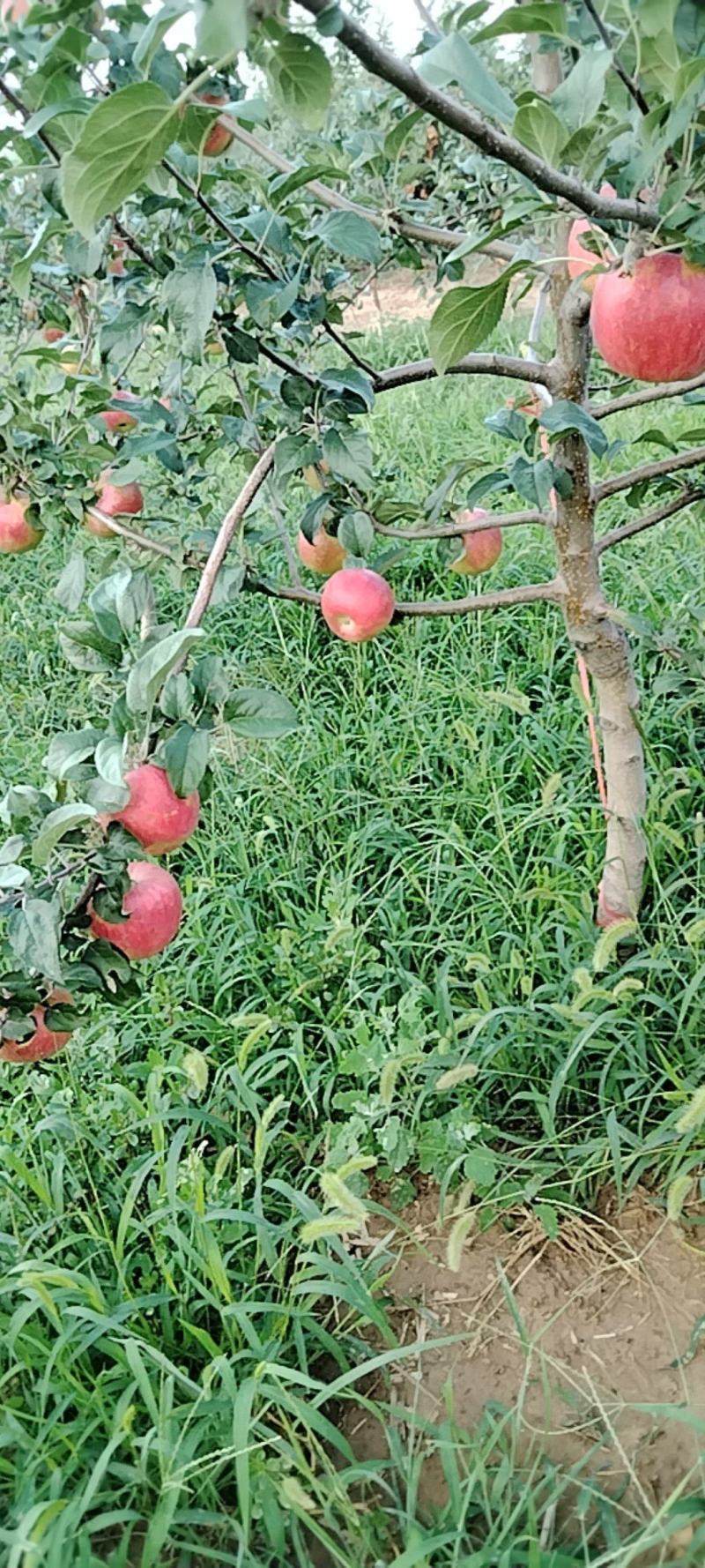 嗄啦苹果，秦日苹果已红