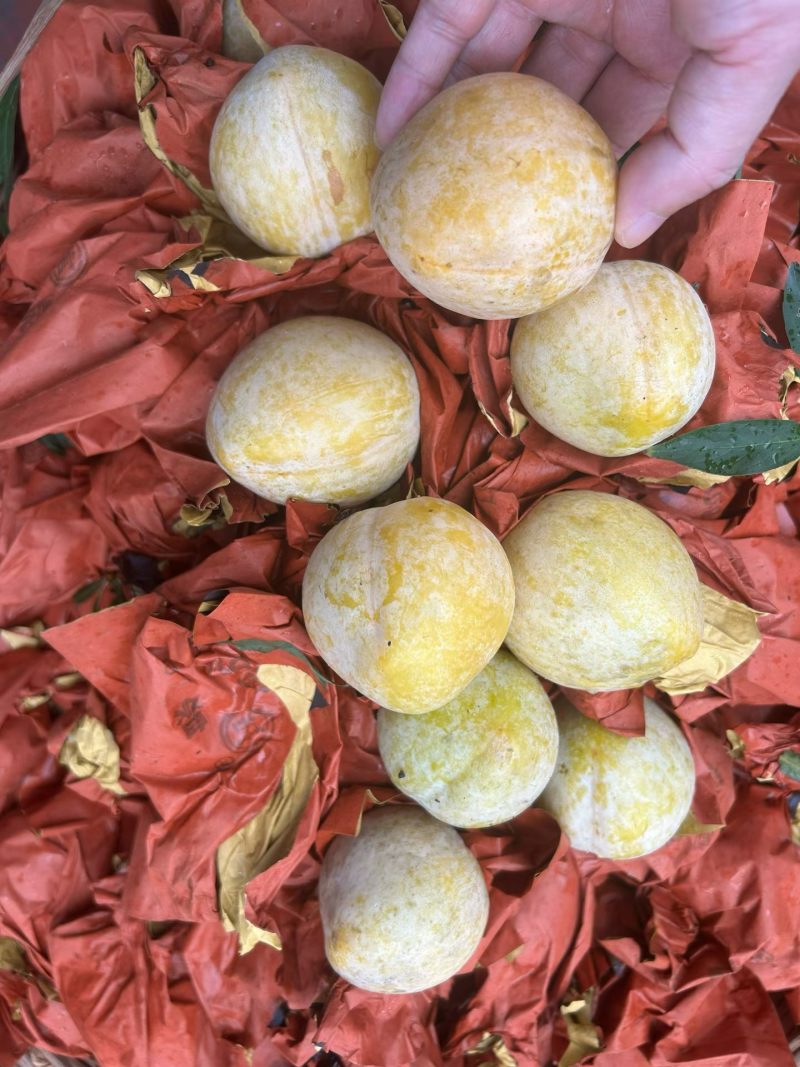 黄金奈李