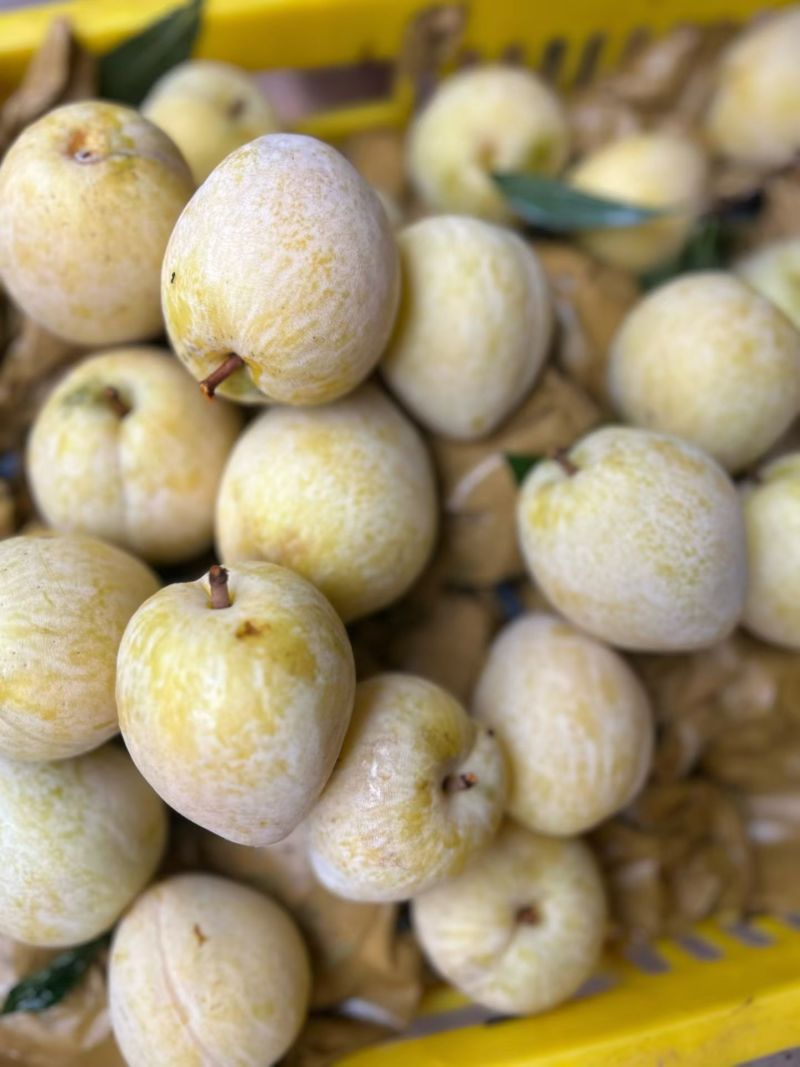 黄金奈李
