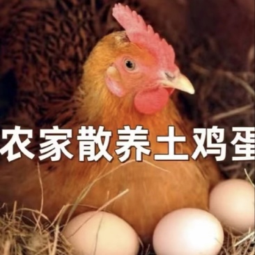 新鲜散养粉壳土鸡蛋口感好