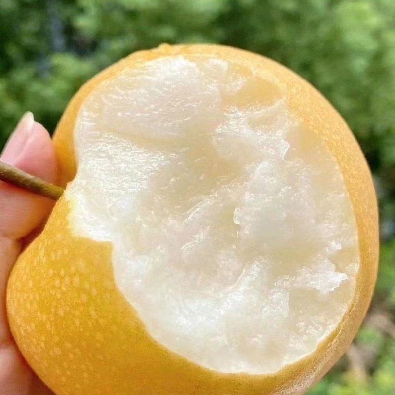 湖北精品秋月梨早秋梨13个糖起基地直供实力发全国商超