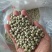 青豌豆干豌豆鸽粮宠物粮配料豌豆青豌豆