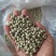 青豌豆干豌豆鸽粮宠物粮配料豌豆青豌豆