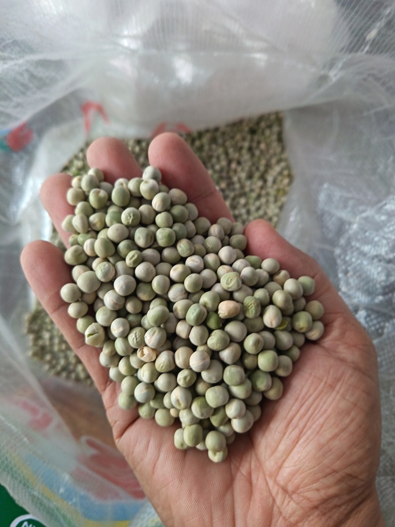 青豌豆干豌豆鸽粮宠物粮配料豌豆青豌豆