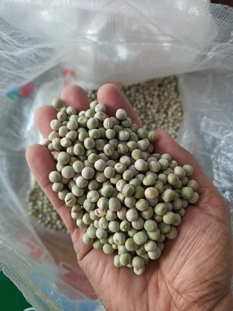 青豌豆干豌豆鸽粮宠物粮配料豌豆青豌豆