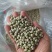 青豌豆干豌豆鸽粮宠物粮配料豌豆青豌豆