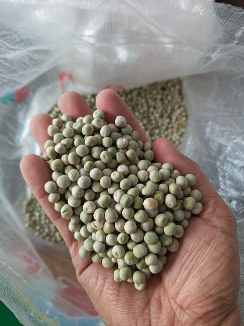 青豌豆干豌豆鸽粮宠物粮配料豌豆青豌豆