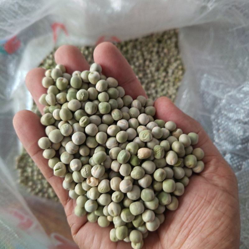 青豌豆干豌豆鸽粮宠物粮配料豌豆青豌豆