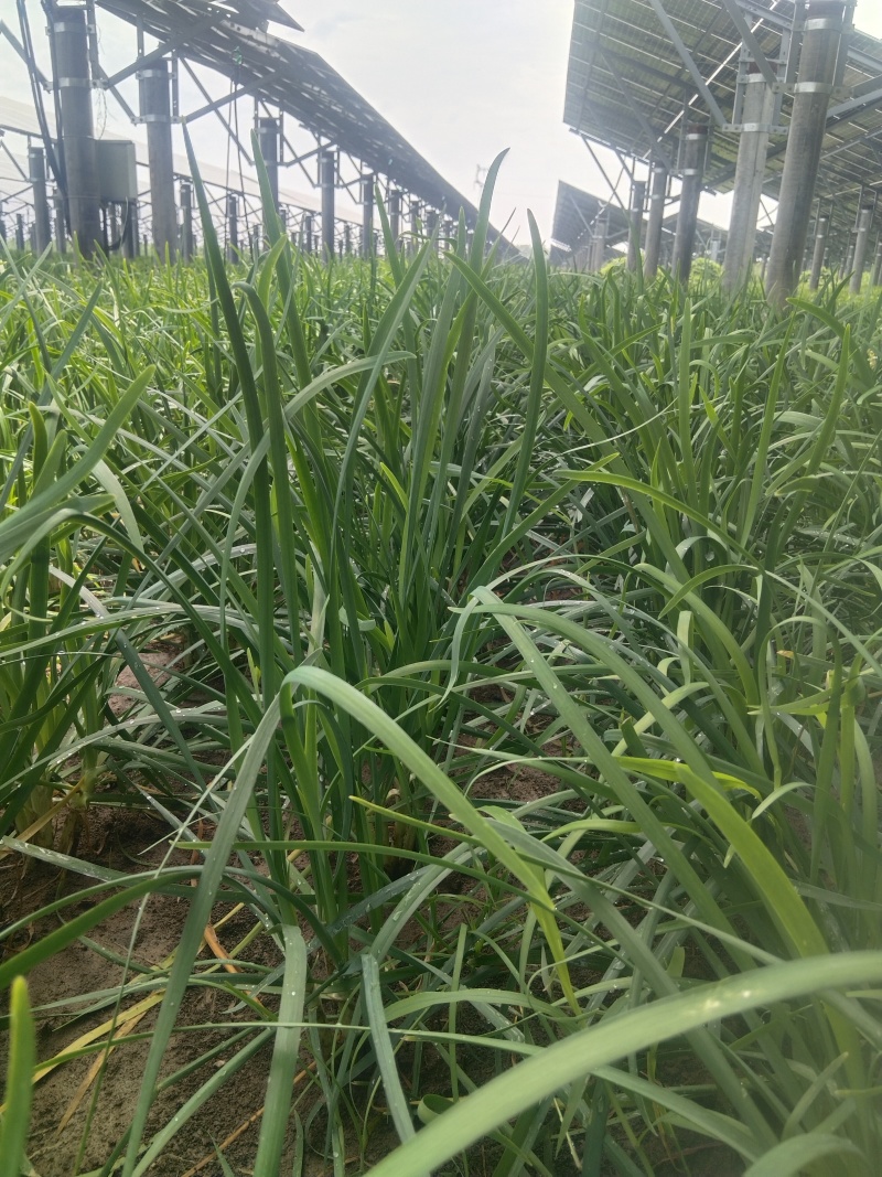 老韭菜有要的联系