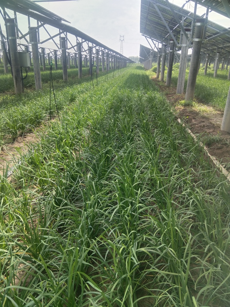 老韭菜有要的联系