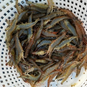 活鲜虾27条左右
